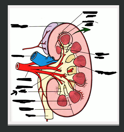 <p>What structure is arrow pointing to?</p>