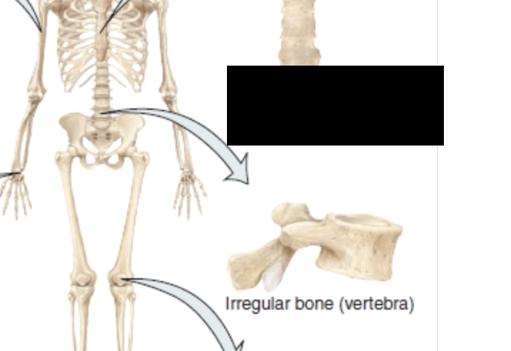 <p>Weird, complex shapes that don’t fit other rules </p><ul><li><p>Vertebrae in your spine </p></li></ul><p></p>