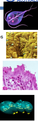 <p>Food and water borne parasites</p>