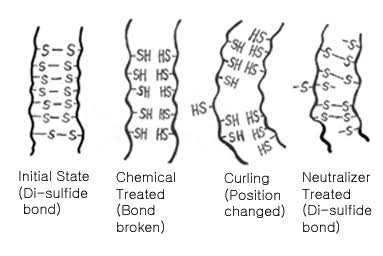 <p>Disulfide bonds are reduced to 2 RSH (eg. with ammonium thioglycolate), hair is curled, then re-oxidized (eg. with H2O2) to reform -S-S- bonds in the new shape </p>