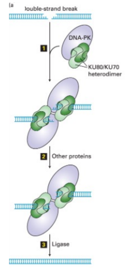 <ul><li><p>a <u>protein complex <mark data-color="blue" style="background-color: blue; color: inherit;">(Ku + DNA-PK)</mark> binds to</u> the broken ends &amp; <u>bring the ends together</u></p></li><li><p>broken ends are <u>modified (in varied ways)</u> that <u>change the DNA sequence</u></p><ul><li><p>(aka <span style="color: blue;">usually have mutations at the site of the break</span>)</p></li></ul></li><li><p>DNA <strong><u>ligase </u></strong>makes sure that the broken DNA is <u>re-sealed</u></p></li></ul><p>__</p><p>^^ the modifications are variable (i.e. exonuclease often removes a variable # of nucleotides from the ends) → SO variations in end-repair</p>