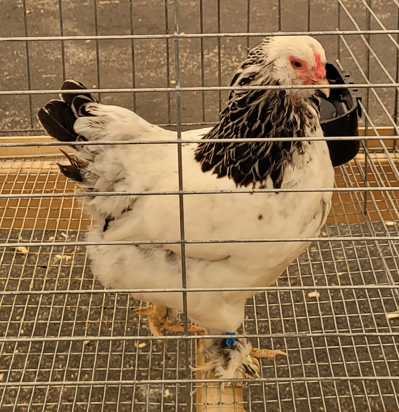 <p>What type of hen is this?</p>