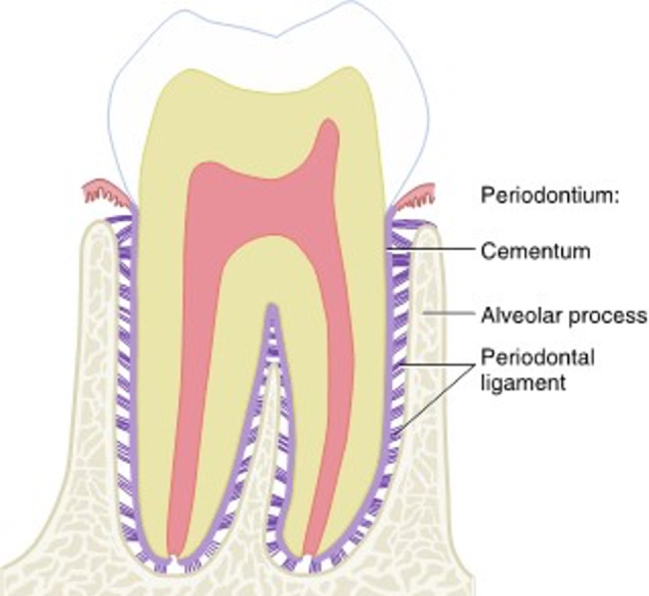 <p>What is the <strong>periodontium</strong>?</p>