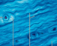 <p>What kind of tissue is being shown in the slide</p>