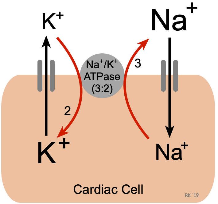 <p>What does the Na+/K+ pump do?</p>