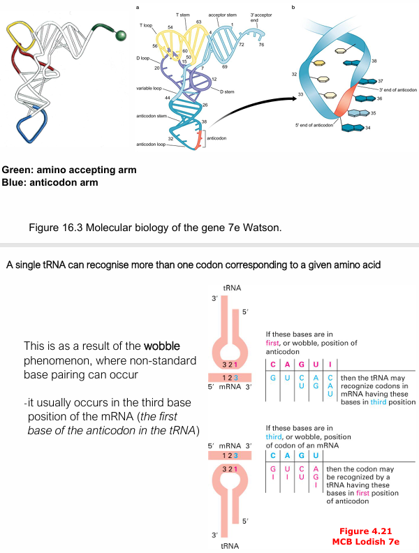 <p><span>Humans have only ~48 tRNA anticodons for 61 sense codons. The </span><strong>wobble position</strong><span> is the 3rd base of the codon (= 1st base of the anticodon), where non-standard base pairing is tolerated — e.g. G can pair with U, and the modified base inosine (I) can pair with U, C, or A. </span></p><ul><li><p><span>This allows one tRNA to recognise multiple synonymous codons.</span></p></li></ul><p></p>