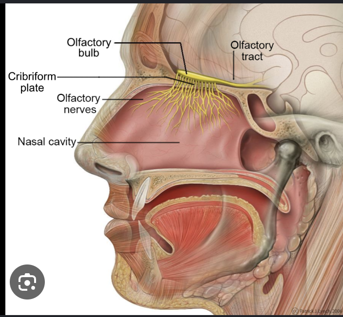 <p>olfactory epithelium </p>