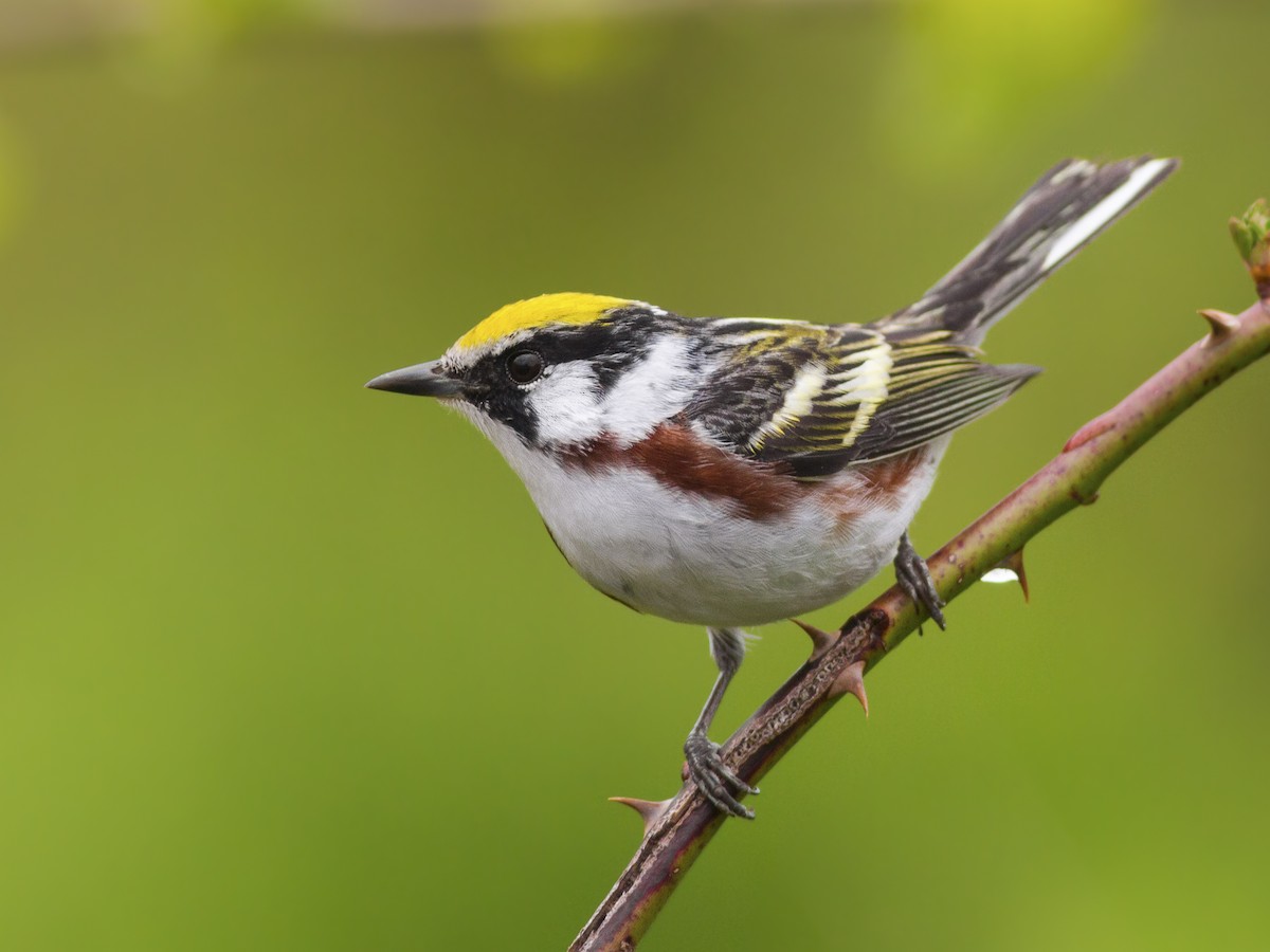<p>Chestnut-sided Warbler</p>