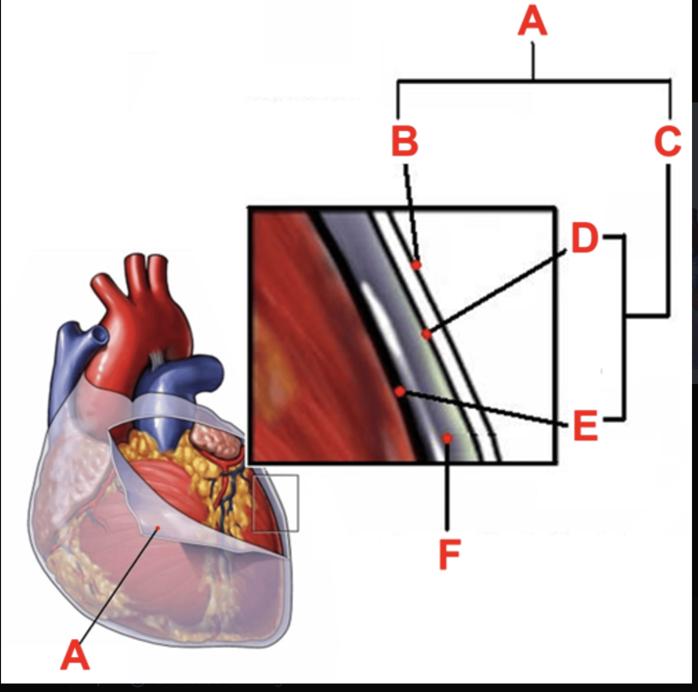 <p>layer directly on the heart</p><p>E</p><p>H4</p>