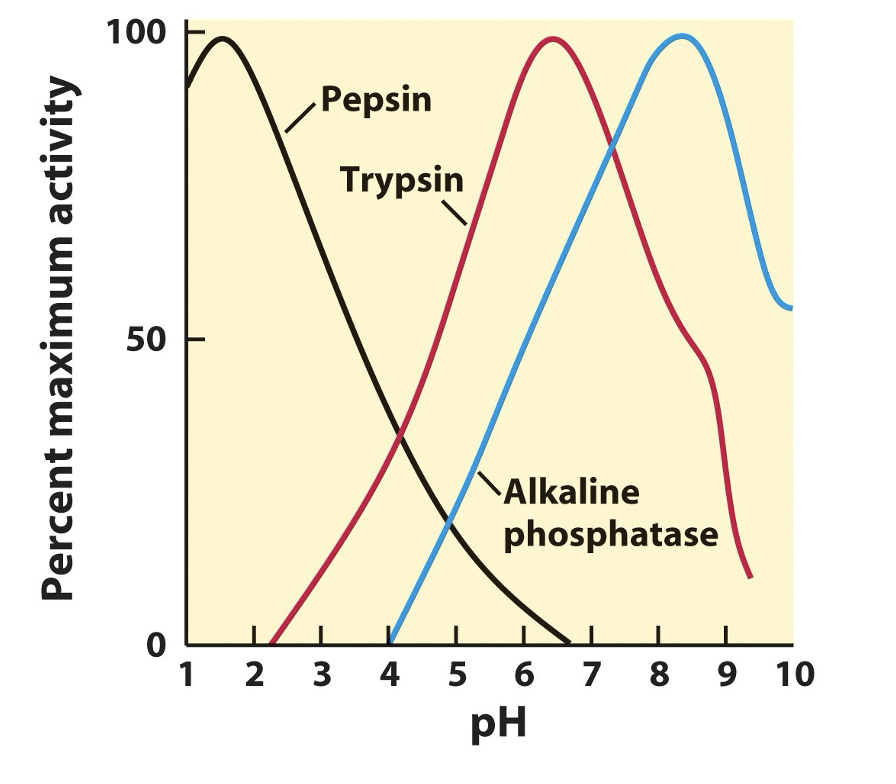 <p>maintenance of a specific and constant pH, (typically near 7.0) is needed by cells and organisms—small changes in pH can have a large impact on rate of cellular processes</p>