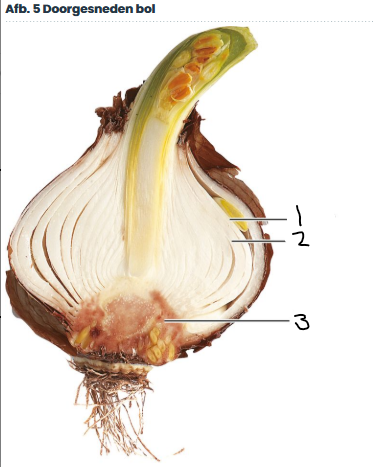 <p>knop</p>