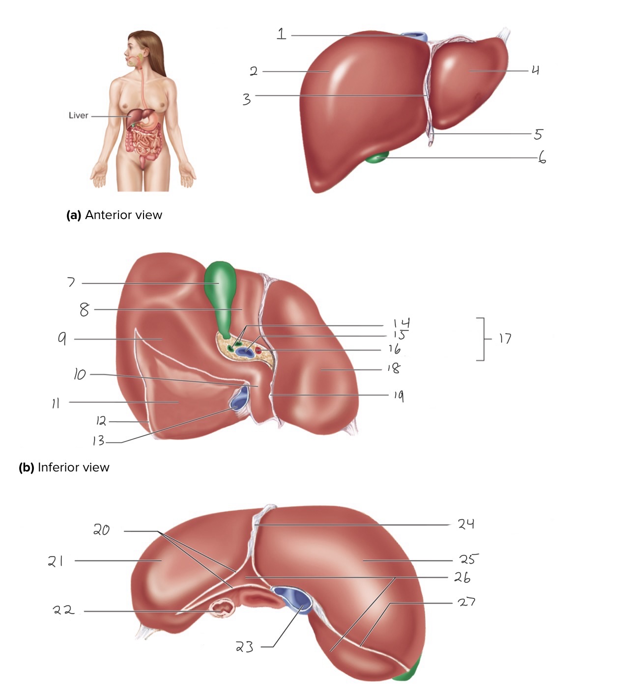 <p>4</p>