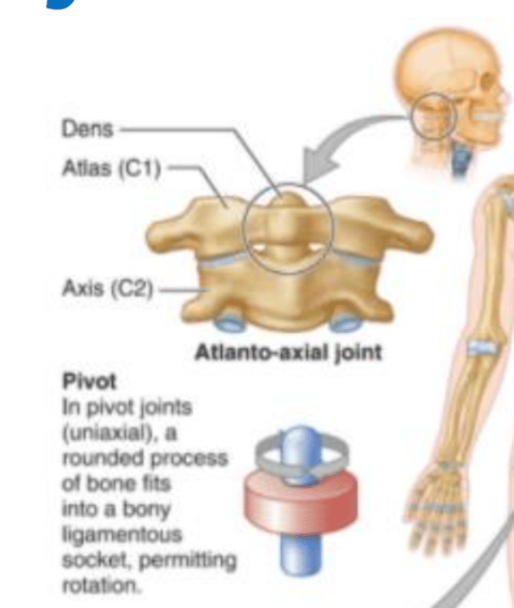 <p>(uniaxial) Atlanto-axial joint allows for rotation and is between the Atlas and Axis. It is a Pivot joint, and is a rounded bone that fits into a bony ligamentous soket allowing for rotational movement.</p>
