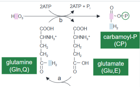 <p>Ez that initiates Pyrimidine synthesis </p><p>Type varies based on N donor (NH3 vs Gln)</p><p>Needs allosteric effector N-acetyl-l-glutamate for activity</p><p>Have glutaminase and synthetase domain </p>