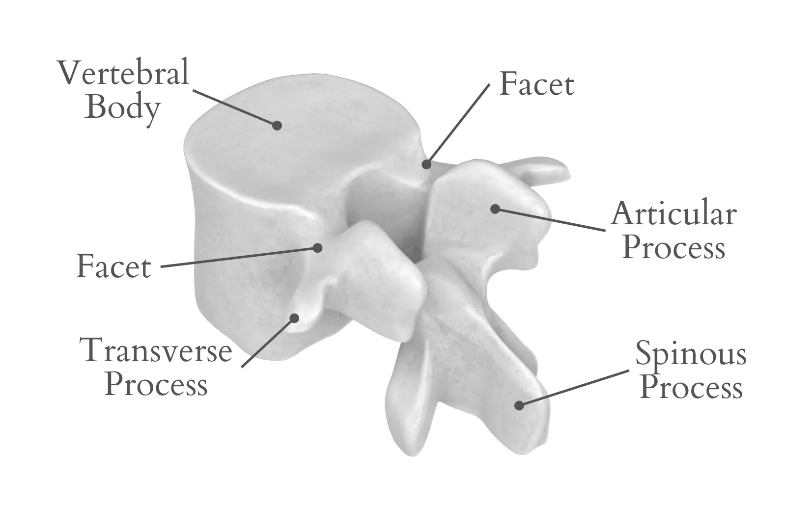 <p>smaller, flatter smooth surface</p>
