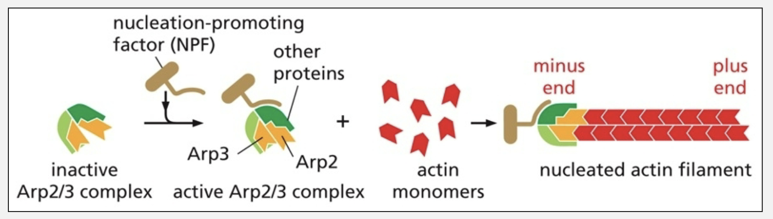 <ul><li><p>nucleates new actin filaments</p><ul><li><p>they adopt a shape that creates an ideal platform for new filament growth</p></li></ul></li></ul><p></p>