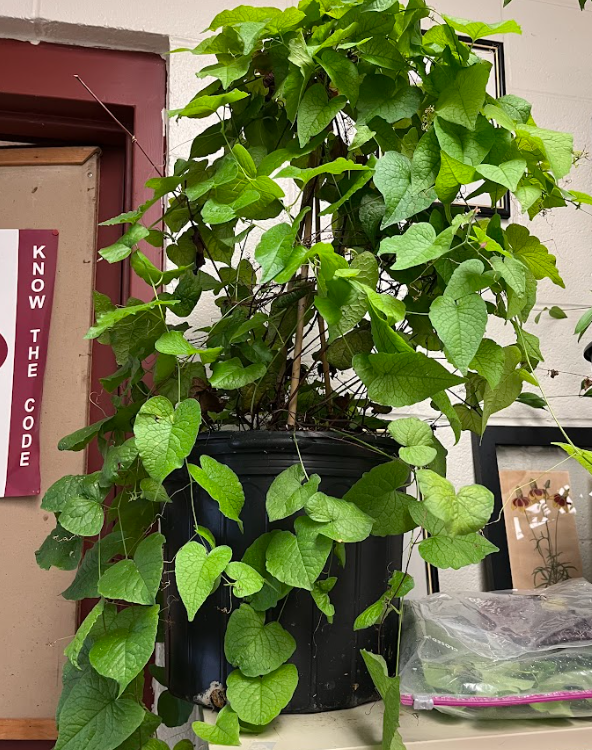 <ul><li><p>flowers reliably</p></li><li><p>hot pink flower</p></li><li><p>tendrils</p></li></ul><p></p>