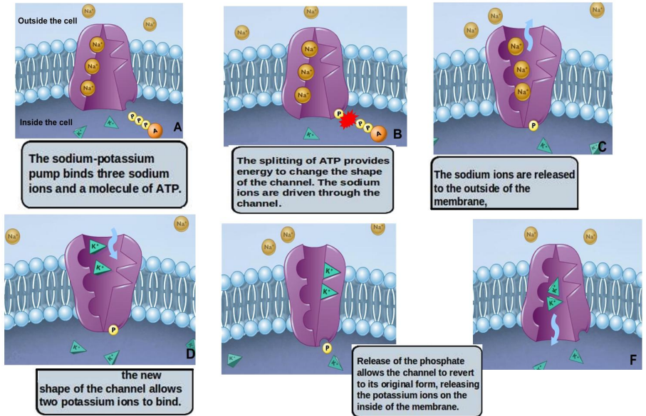 <p>Requires 1 ATP per cycle</p>