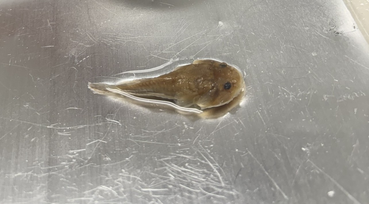 <p>Family Gobiesocidae (clingfishes) - <em>Gobiesox strumosus</em></p>