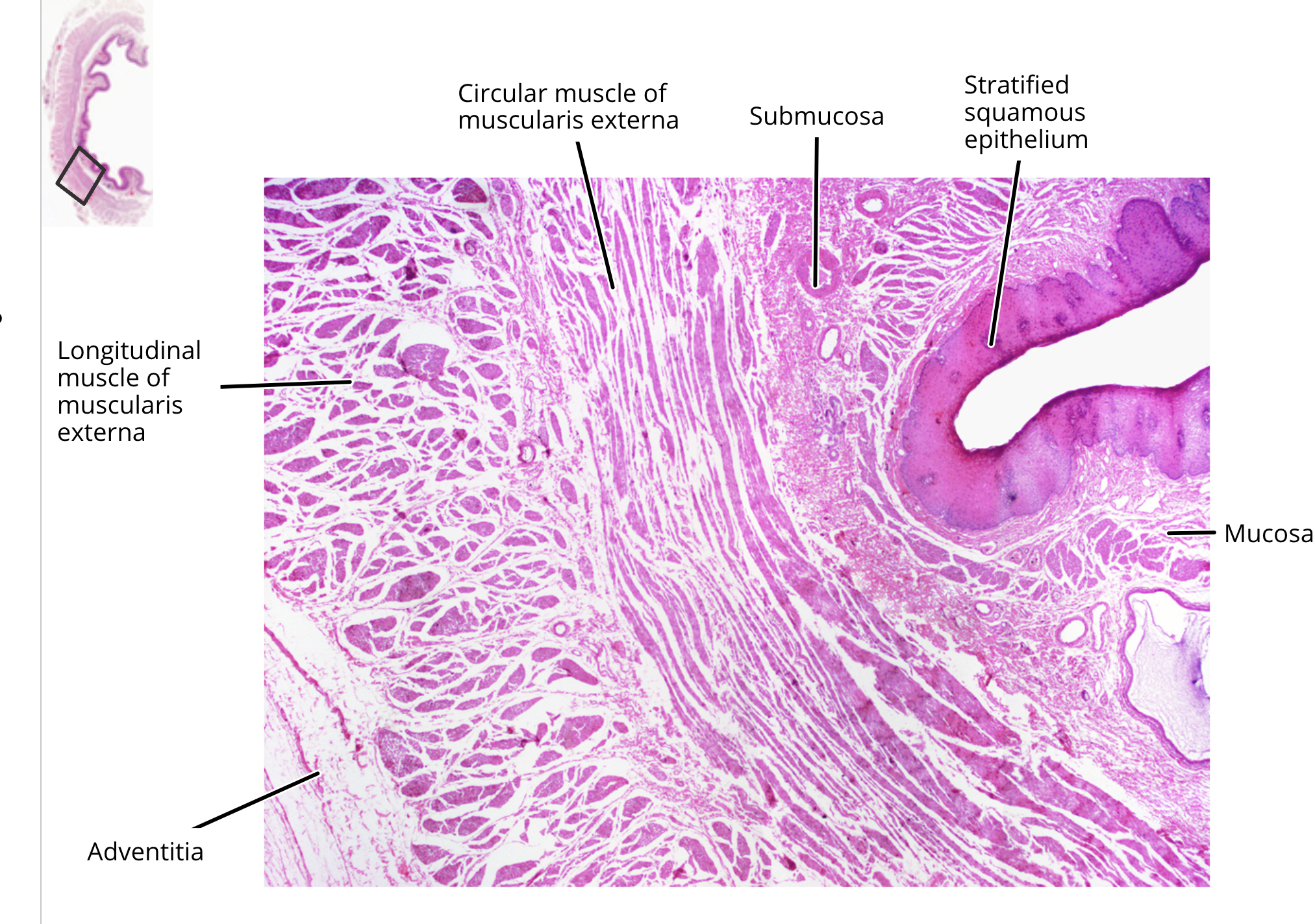 <ul><li><p>mucosa</p></li><li><p>muscularis mucosae </p></li><li><p>submucosa</p></li><li><p>muscularis externa </p></li><li><p>serosa </p></li></ul><p></p>