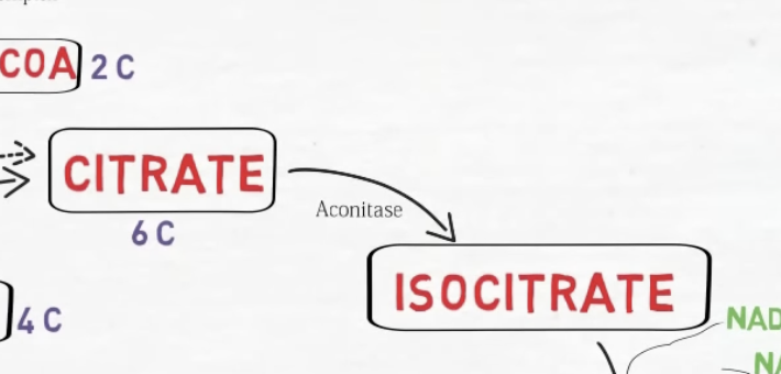 <p>Acetyl-CoA + Oxaloacetate ---> Citrate. Enzyme: Citrate Synthase. Importance: Irreversible entry step. Combines 2-carbon Acetyl-CoA with 4-carbon Oxaloacetate to form 6-carbon Citrate. Inhibited by ATP, NADH, and succinyl-CoA.</p>