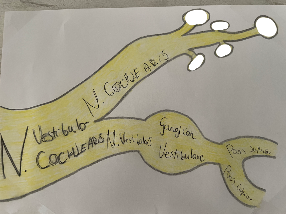 <p>csiga idegdúc (bipoláris sejttest)</p>