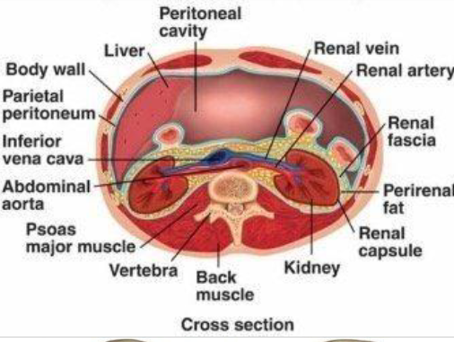 <p>Kidneys, descending aorta (heart), inferior vena cava</p>