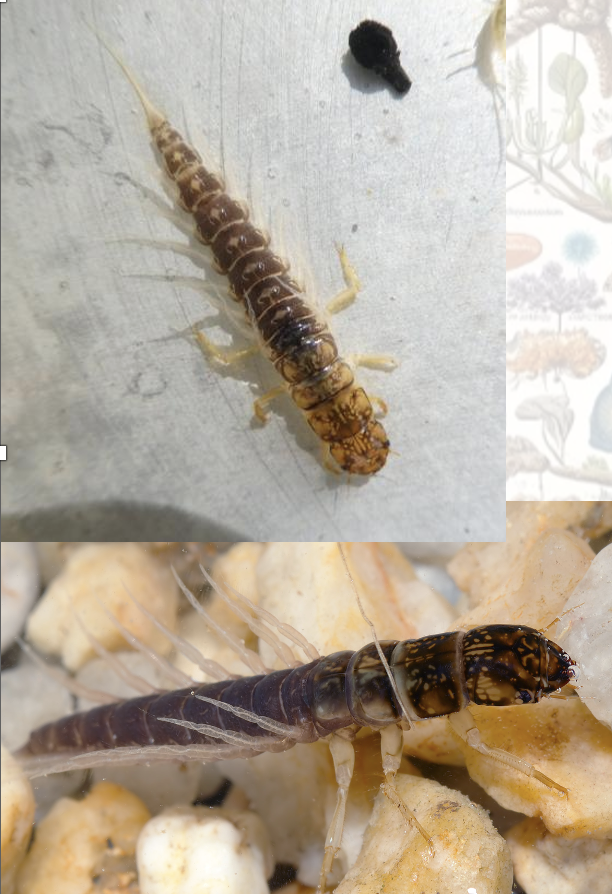 <p>Latin, magyar, védett?</p>