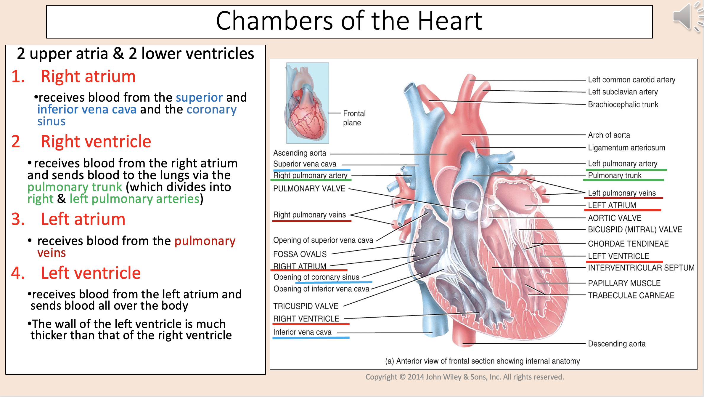 <p><span style="color: rgb(255, 0, 0);">left atrium</span></p>