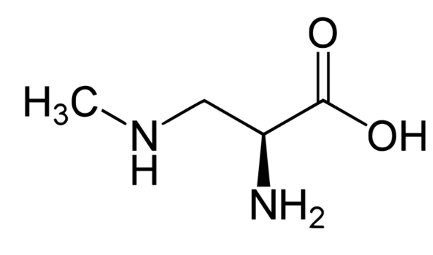 <p>metabolite causes neurological syndrome in Chamorro people (indigenous pop of Guam)</p>