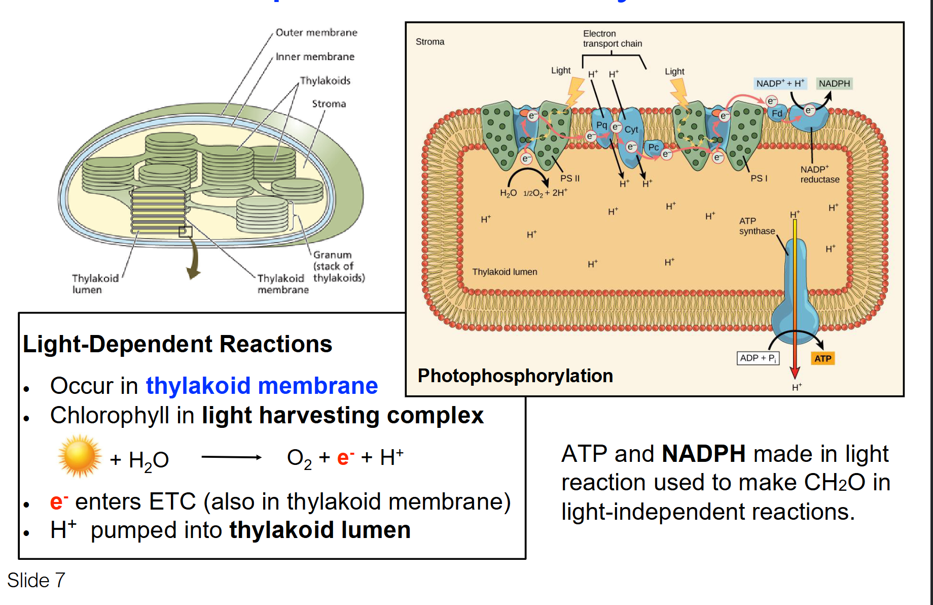 <ul><li><p>Light energy is captured by pigment molecules&nbsp;(chlorophyll)</p></li><li><p>Used to make ATP and NAD<strong>P</strong>H (Nicotinamide adenine dinucleotide phosphate)&nbsp;</p></li><li><p>A water molecule is split and an ETC transfers electrons to NADP+, establishing a proton gradient to make ATP&nbsp;</p></li><li><p>These products are used in the Calvin cycle to synthesize glucose</p></li><li><p>Oxygen is produced as a waste product and is released</p></li></ul><p></p>
