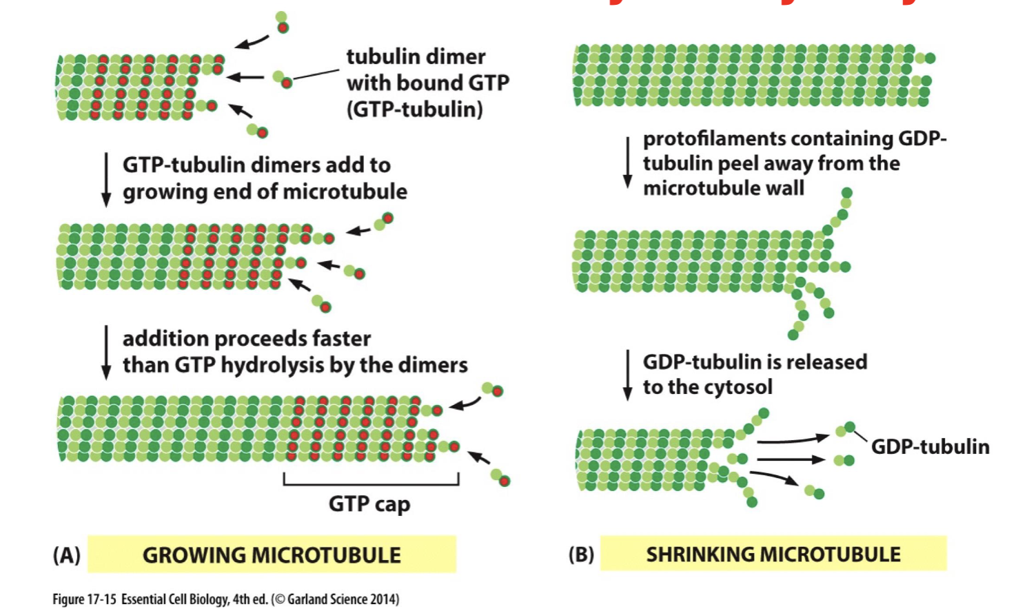 <p>controlled by GTP hydrolysis: </p><p>growth: GTP bound to beta subunit added to growing end of microtubule → addition is faster than GTP hydrolysis, or no GTP hydro = growth towards + end </p><p>shrink: protofilaments containing GDP tubulin peel away from wall → GDP tubulin released into cytosol → shrink (GTP hydrolysis to GDP = shrink)</p>