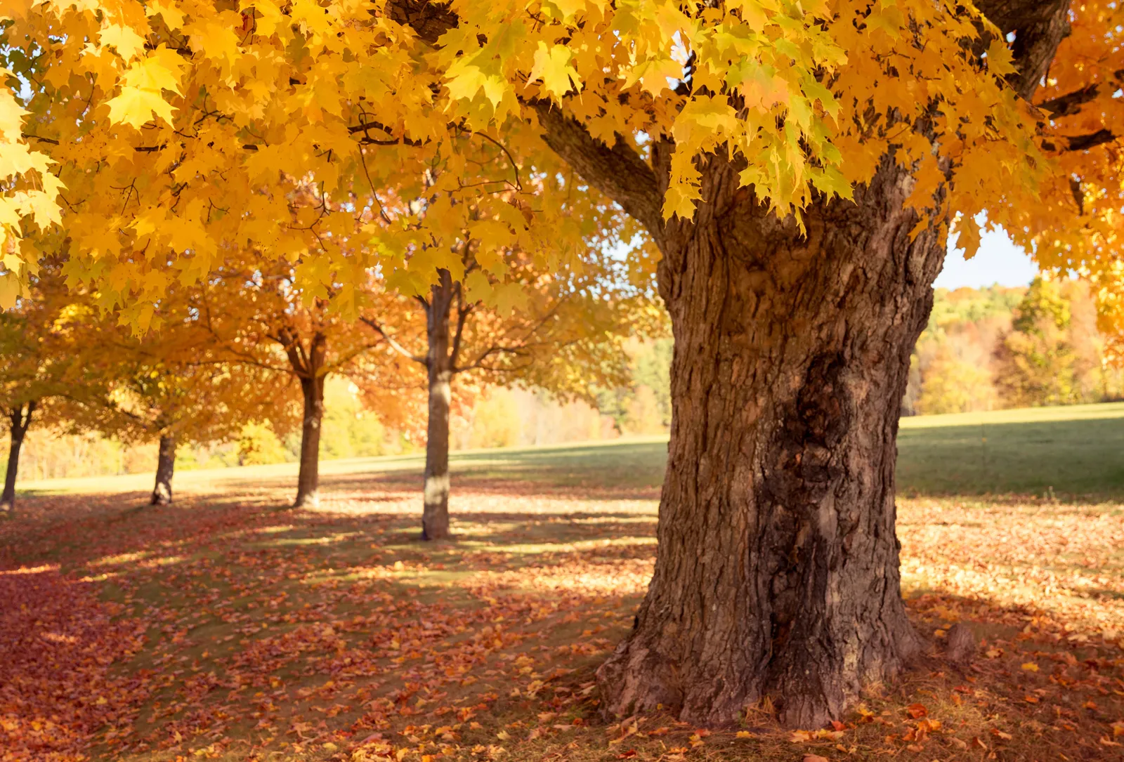 <p>Acer Saccharum </p>