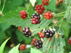 <p>Organisms that make their own food</p>