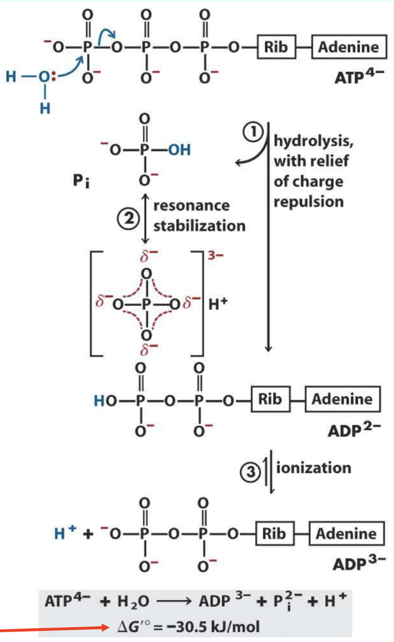 <p>Why is ATP hydrolysis strongly negative?</p>