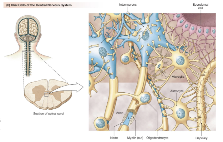 <p><span>Glial Cells of the CNS (4)</span></p>