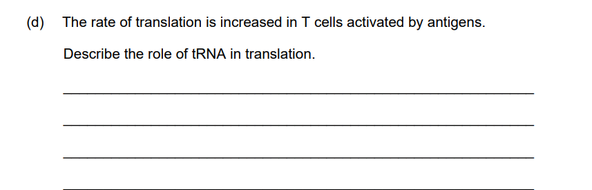 <p>The rate of translation is increased in T cells activated by antigens</p><p>Describe the role of tRNA in translation</p>