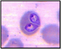 <p>What is this in a dog?</p>