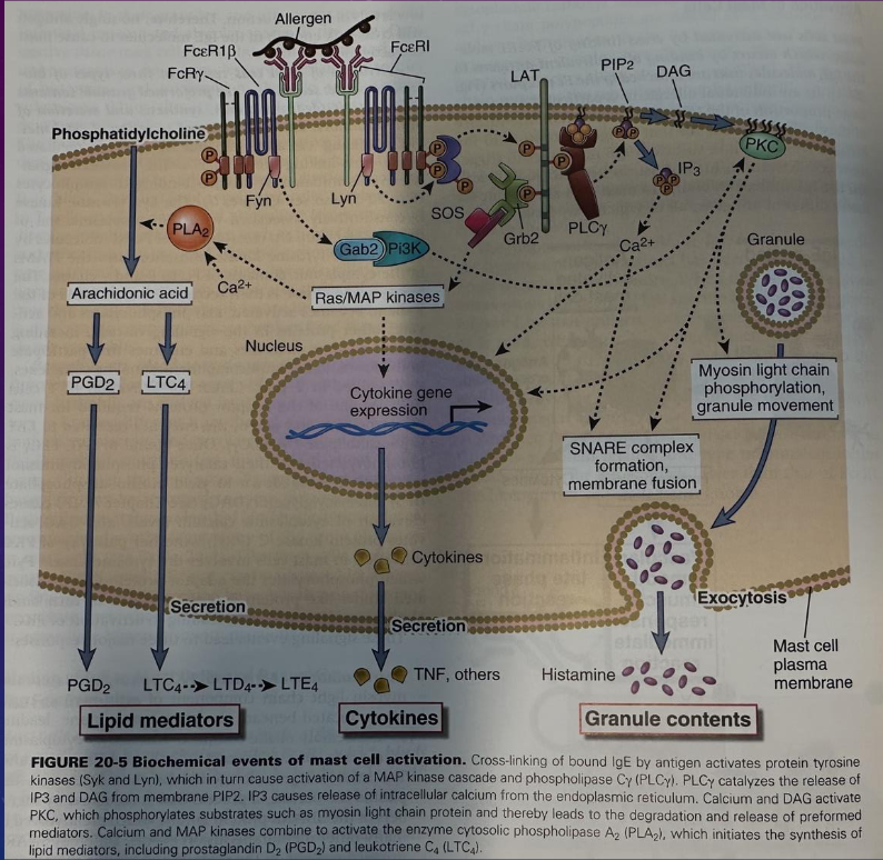 <p>notes again sorry gang </p>