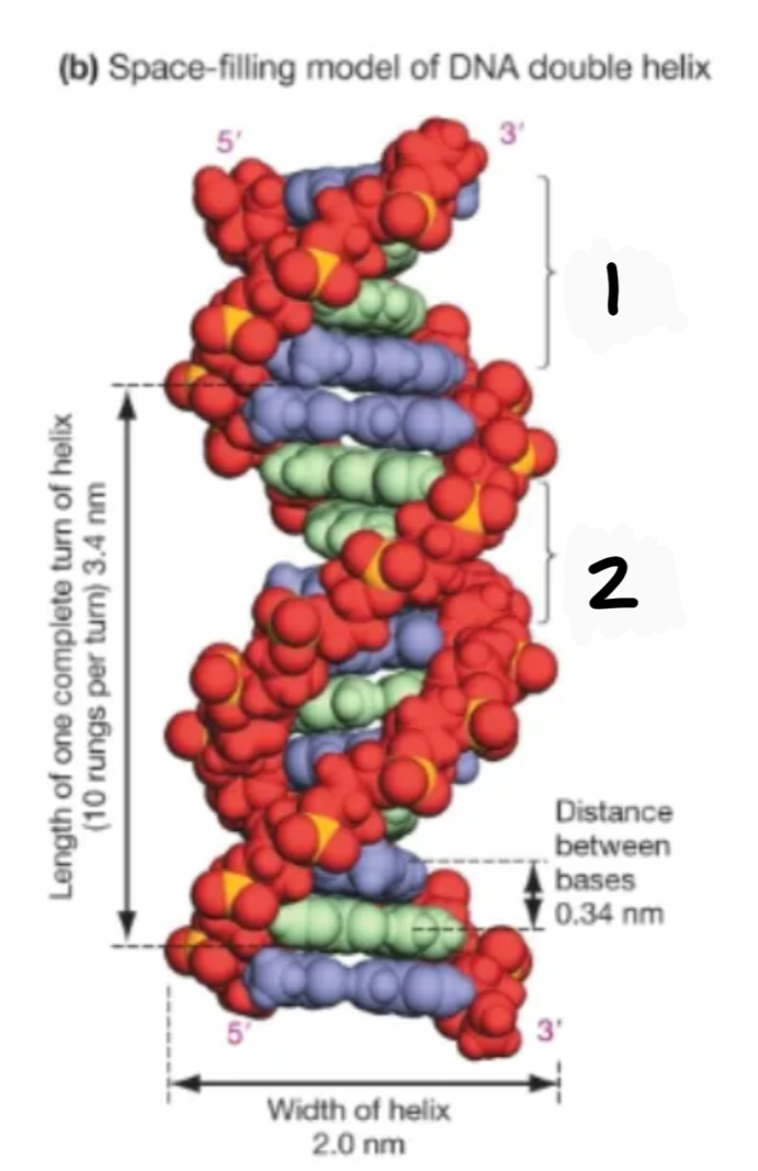 <p>Label 1 and 2</p>