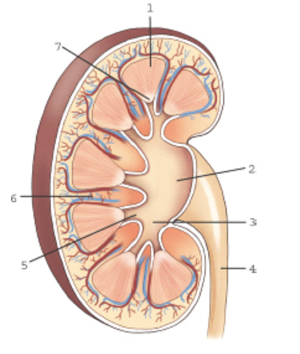 <p>label this image</p>