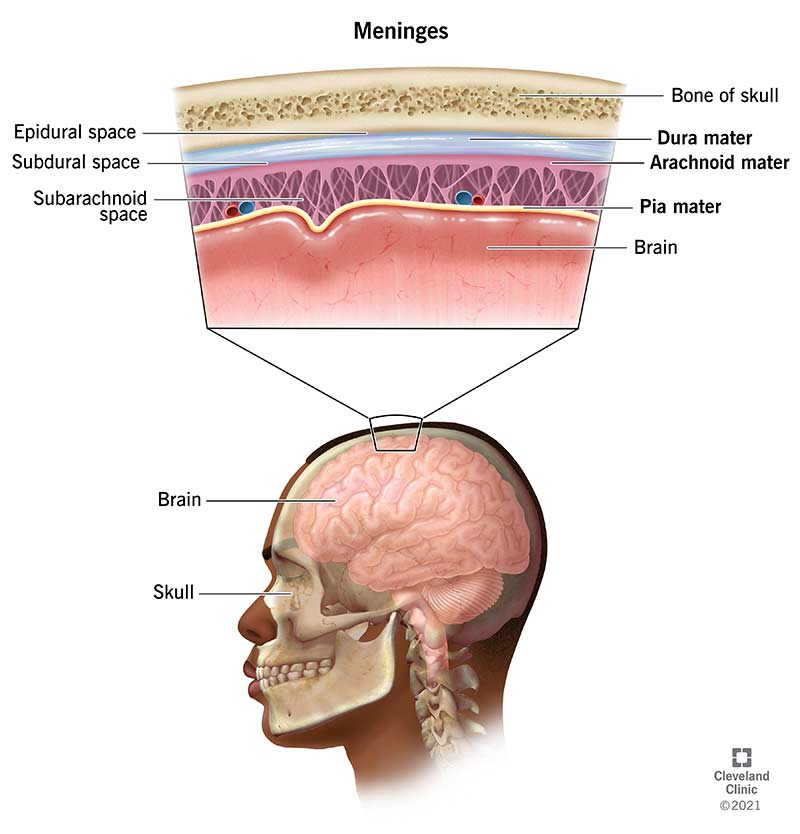 <p>Dura Mater</p>