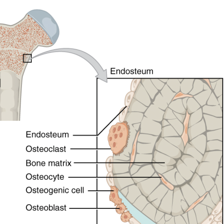 <p>Define Endosteum</p>