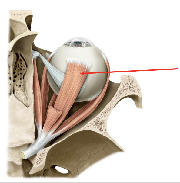 <p>name this rectus muscle. where do the rectus muscles insert?</p>