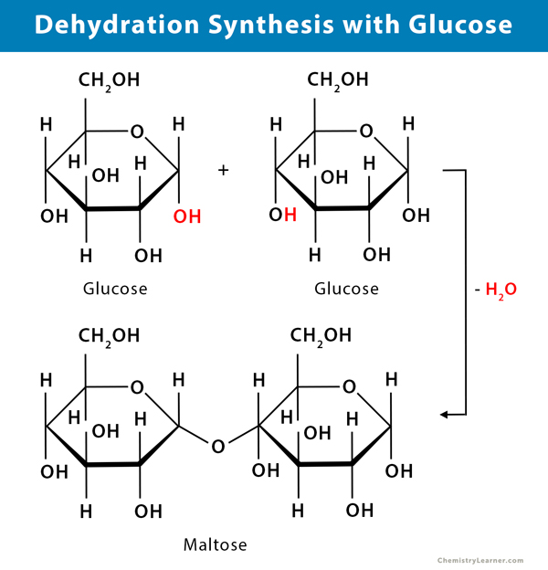 <p>dehydration synthesis</p>