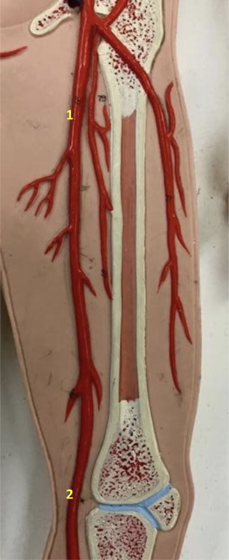 <p>Thigh</p><p>1. Left femoral artery</p><p>2. Left popliteal artery</p><p></p>