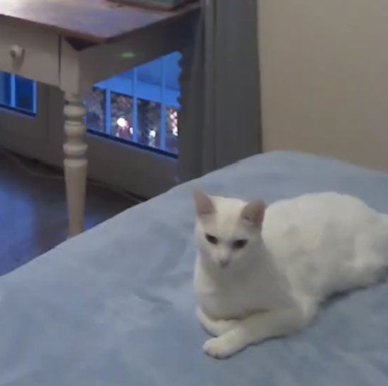 <p>Was macht die weiße Katze?</p>