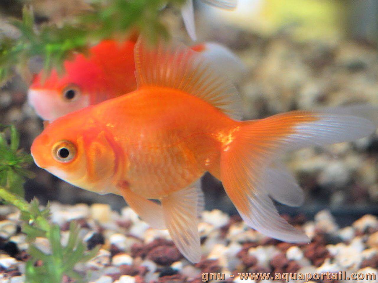 <p>fish</p>