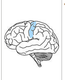 <ul><li><p>detects sensory events arising from different regions of the body</p></li><li><p>in parietal lobe</p></li><li><p>uses sensory information</p></li><li><p>in both hemispheres, receives info from opposite sides </p></li><li><p>Using sensory information from the skin, the somatosensory cortex produces sensation on touch, pressure, pain and temperature, which it then localizes to specific body regions.</p></li></ul><p></p>
