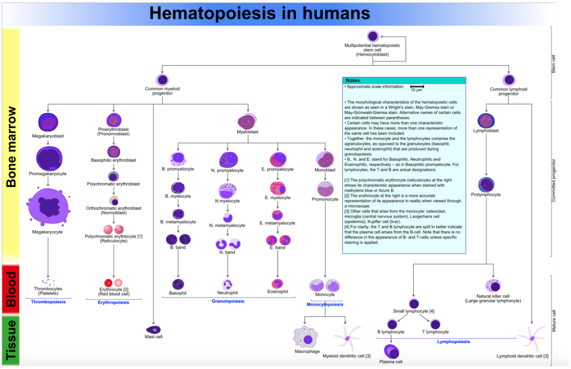 <ul><li><p>Hemopoiesis is complex</p><ul><li><p>Basic scheme</p><ul><li><p>Pluripotent stem cells in bone marrow produce two basic types of stem cells</p><ul><li><p><strong>Myeloid stem cells</strong></p><ul><li><p>eventually produce erythrocytes, megakaryocytes, granulocytes, and monocytes</p></li></ul></li><li><p><strong>Lymphoid stem cells</strong></p><ul><li><p>eventually produce the various subsets of lymphocytes</p></li></ul></li></ul></li><li><p>Each stem cell type gives rise to progenitor cells that gradually become more and more differentiated into each cell type under different control cues</p></li></ul></li></ul></li></ul><p></p>